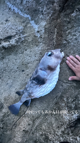 イシガキフグの釣果