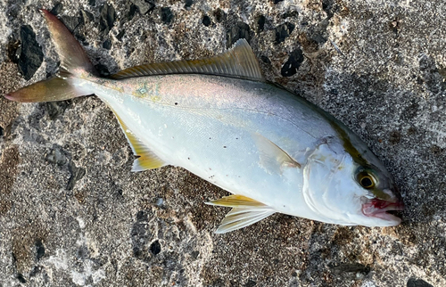 ネリゴの釣果