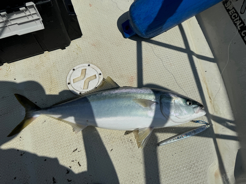 ブリの釣果