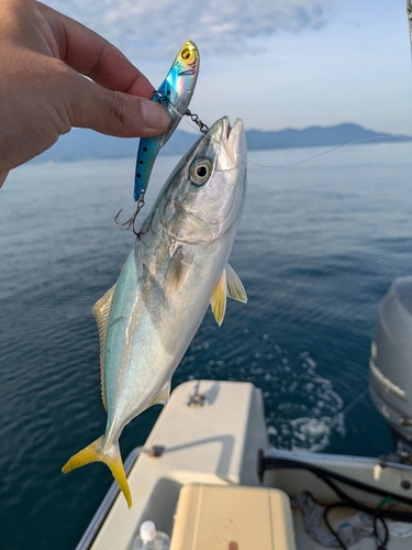 ワカシの釣果