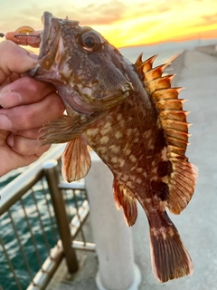 カサゴの釣果