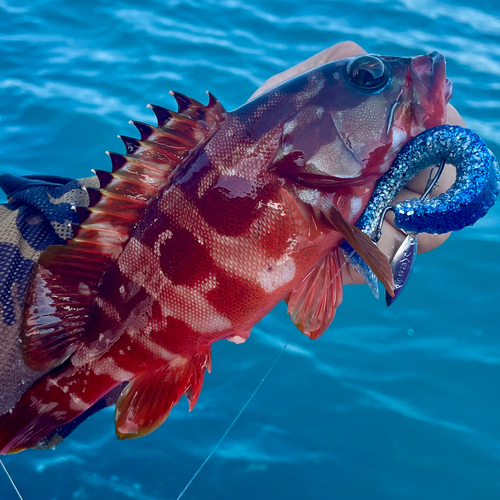 アカハタの釣果