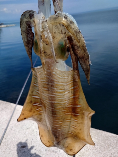 アオリイカの釣果