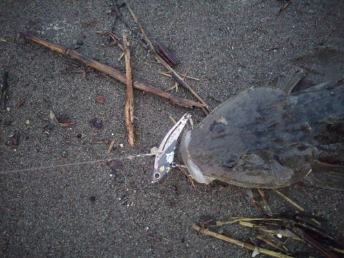 マゴチの釣果