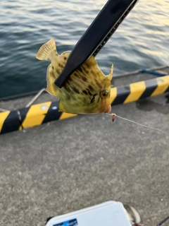 カワハギの釣果