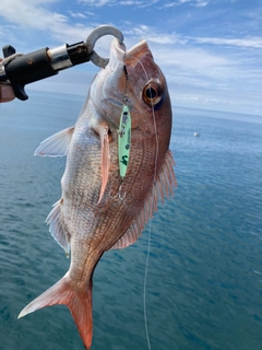 タイの釣果