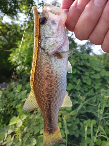 ラージマウスバスの釣果