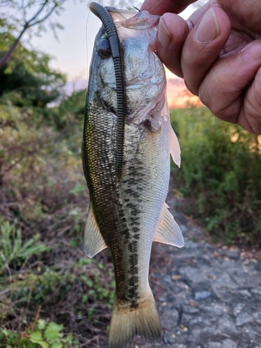 ラージマウスバスの釣果