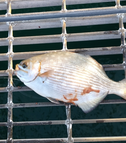 イスズミの釣果