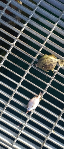 カワハギの釣果