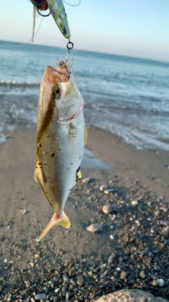 ギンガメアジの釣果