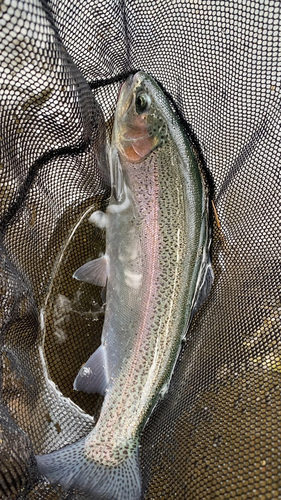 ニジマスの釣果