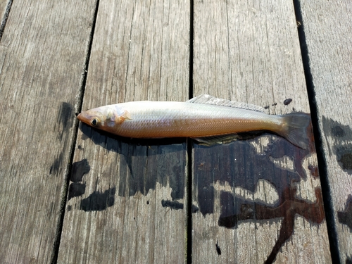 キスの釣果