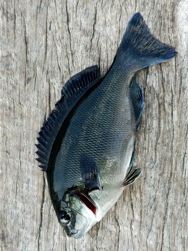 メジナの釣果