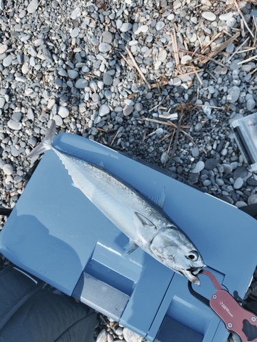 ソウダガツオの釣果