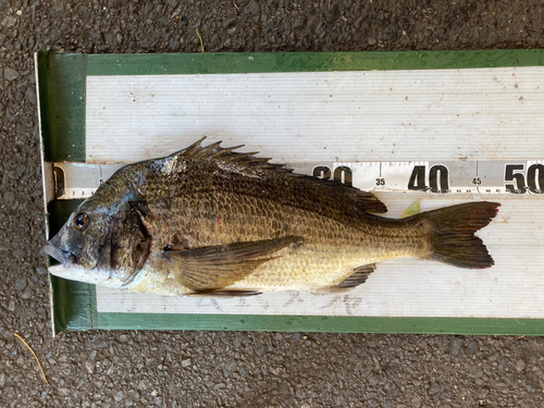 クロダイの釣果