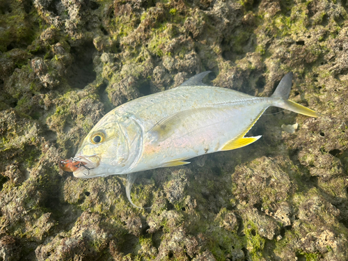 ガーラの釣果