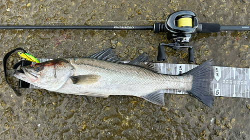 シーバスの釣果