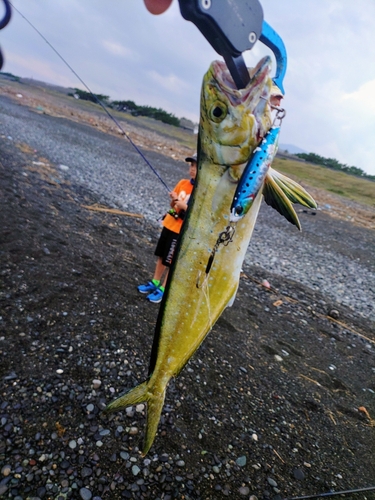 シイラの釣果