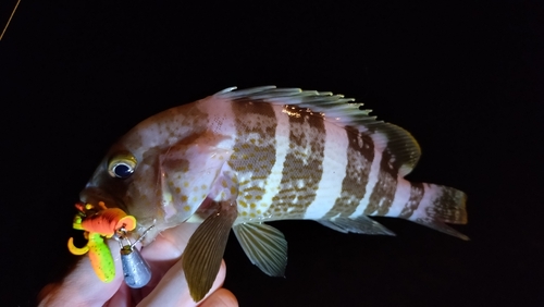 アオハタの釣果