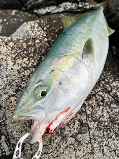 イナダの釣果