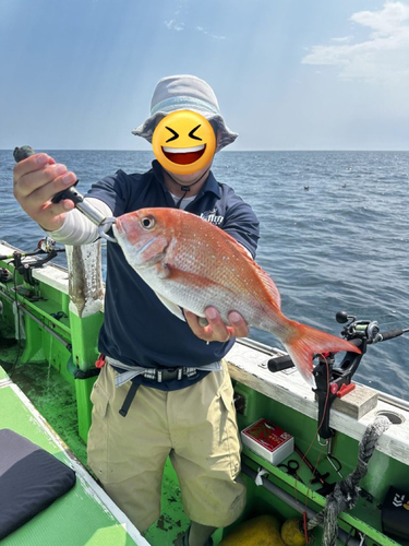 マダイの釣果