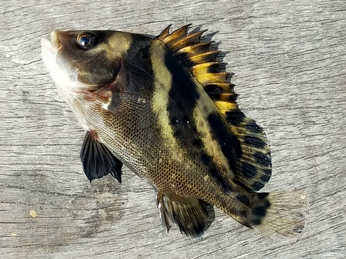 コショウダイの釣果