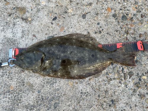 ヒラメの釣果