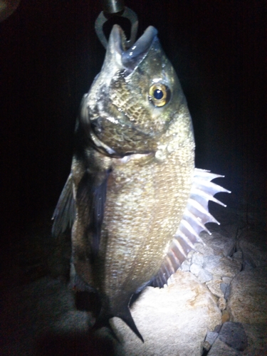 チヌの釣果