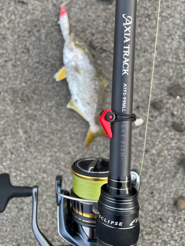 ショゴの釣果