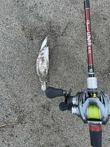 ニベの釣果