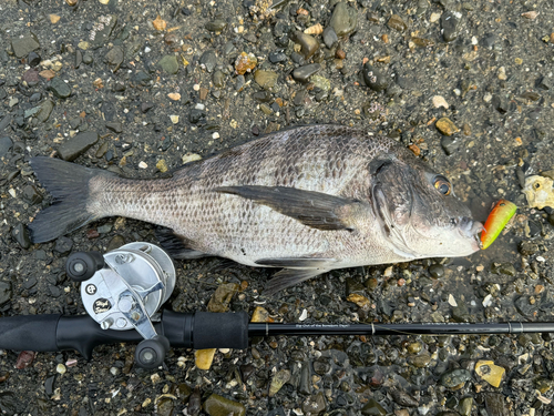 チヌの釣果