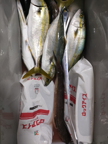 ワカシの釣果