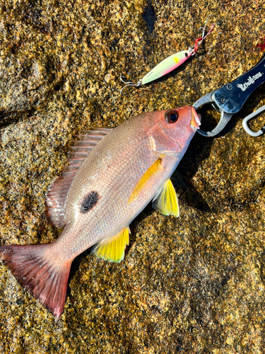 クロホシフエダイの釣果