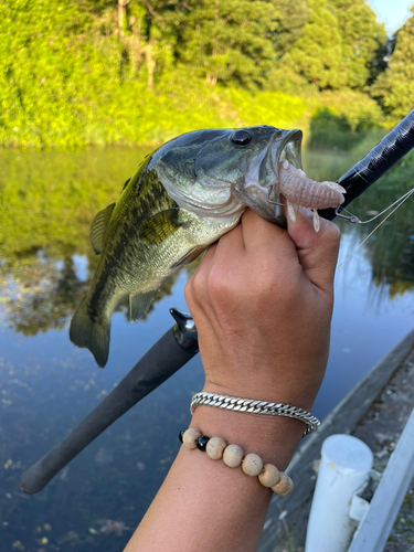 ラージマウスバスの釣果