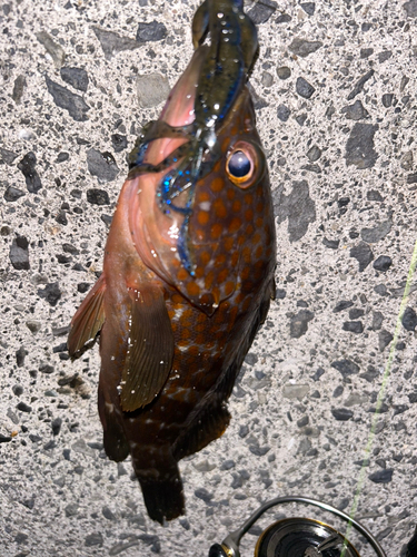 アコウの釣果