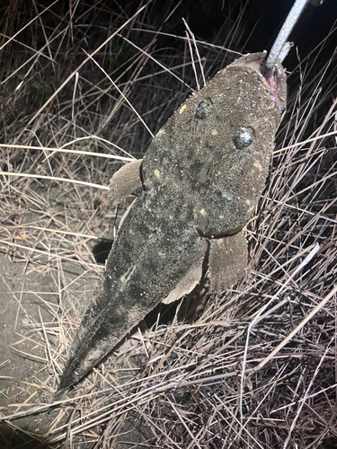 マゴチの釣果