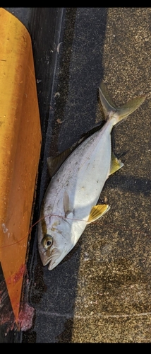 ショゴの釣果