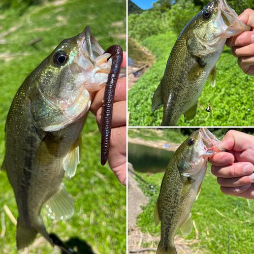 ブラックバスの釣果