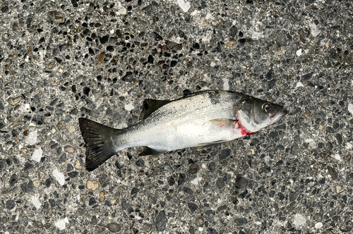 セイゴ（マルスズキ）の釣果