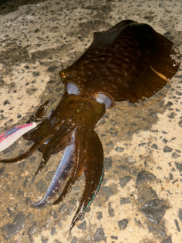 アオリイカの釣果