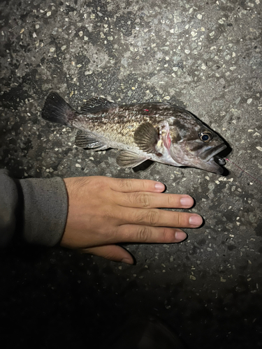 ソイの釣果