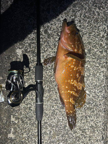 アコウの釣果