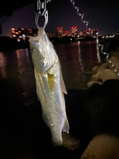 シーバスの釣果