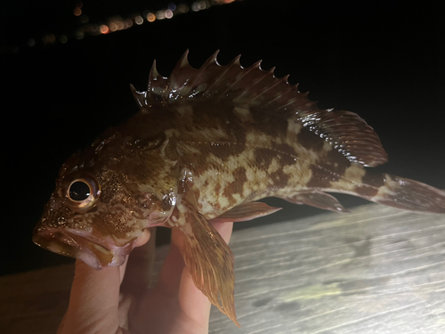 カサゴの釣果