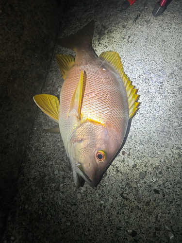 シブダイの釣果