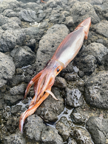 マイカの釣果