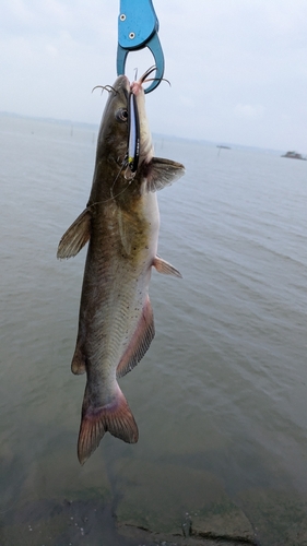 アメリカナマズの釣果