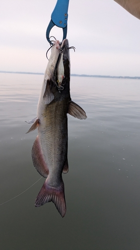 アメリカナマズの釣果