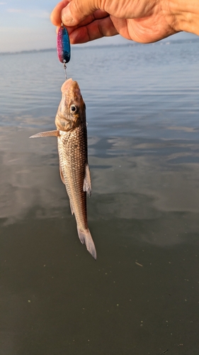 ニゴイの釣果